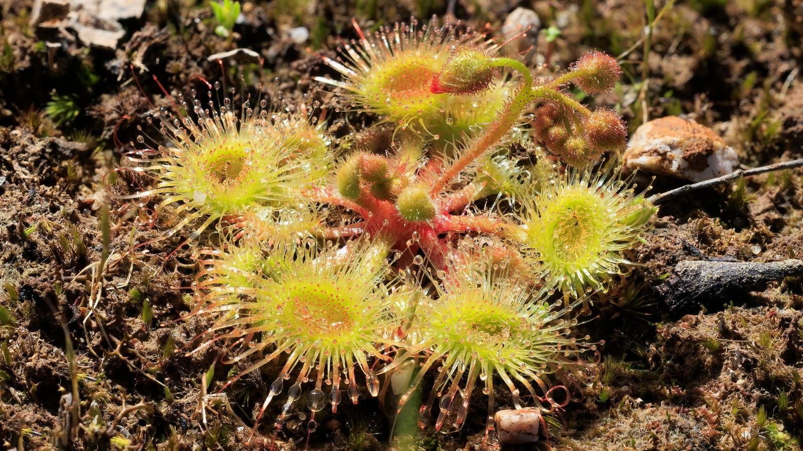 A focused shot of the Drosera spp. plant that showcases its hair-like structures and its tendrils with shades of yellow-green and red, that is situated outdoors.