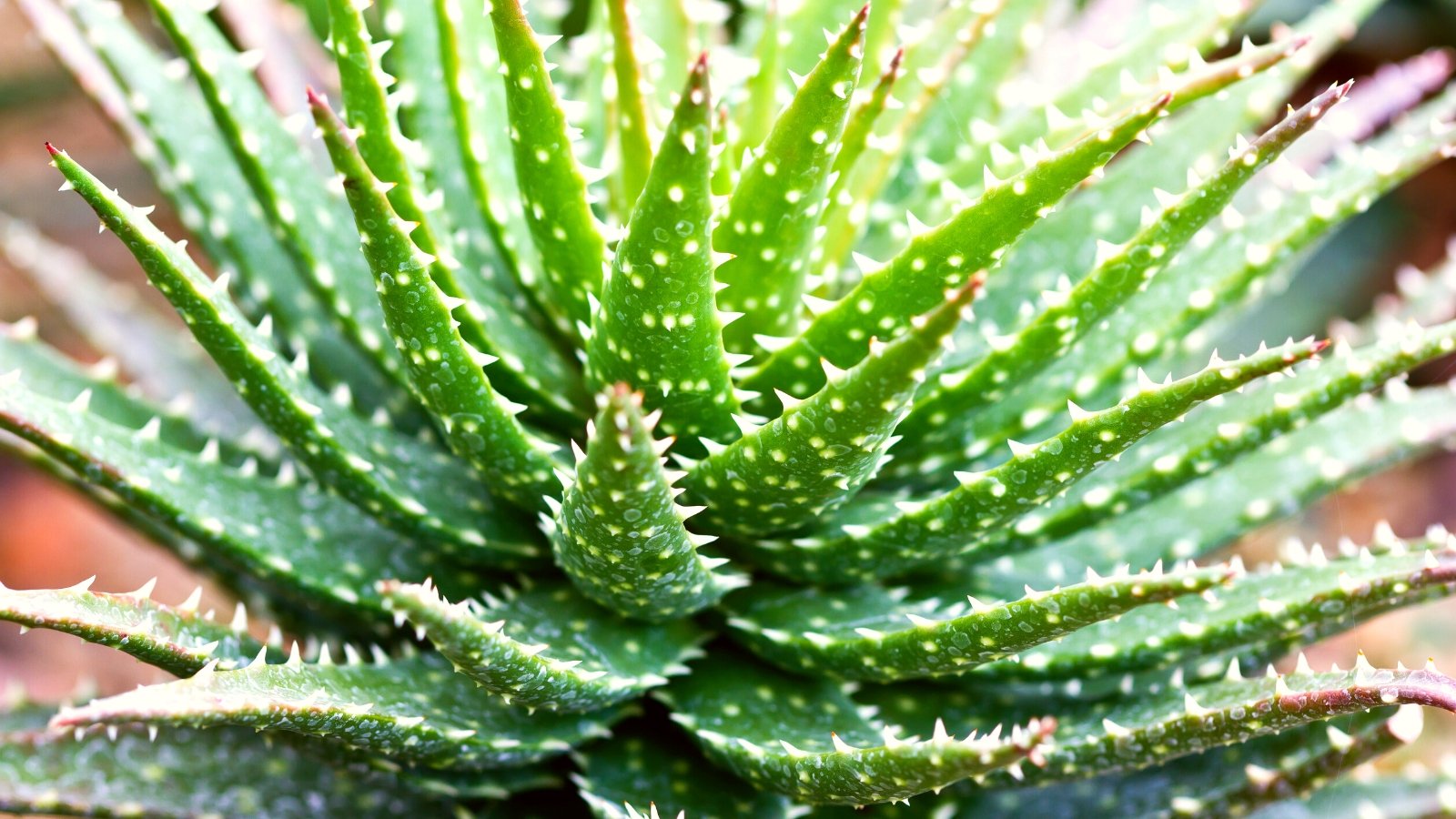 Among the finest methods to Plant, Develop, and Maintain Minnie Belle Aloe