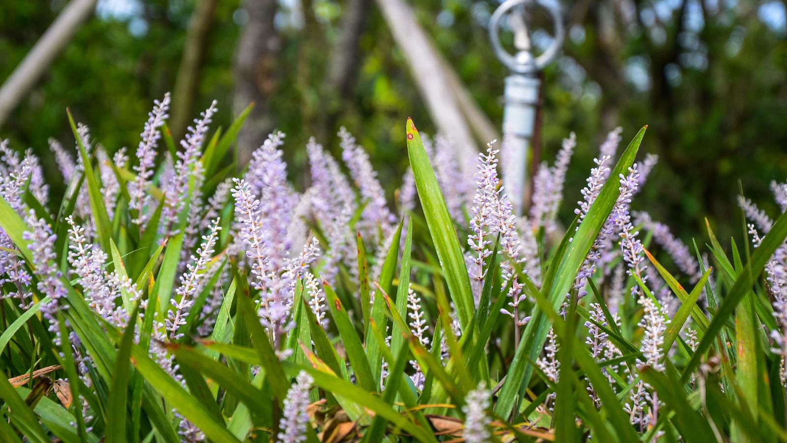 Be taught the best way to Plant, Develop, and Cope with Ophiopogon Japonicus