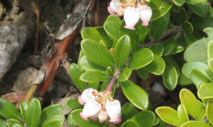 Bearberry: Low-Rising Perennial Groundcover – Epic Gardening