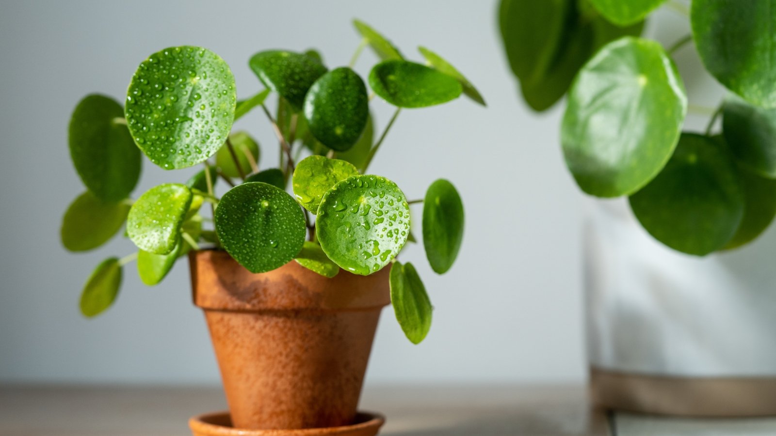 21 Forgiving Houseplants Which is maybe Easy to Hold Alive