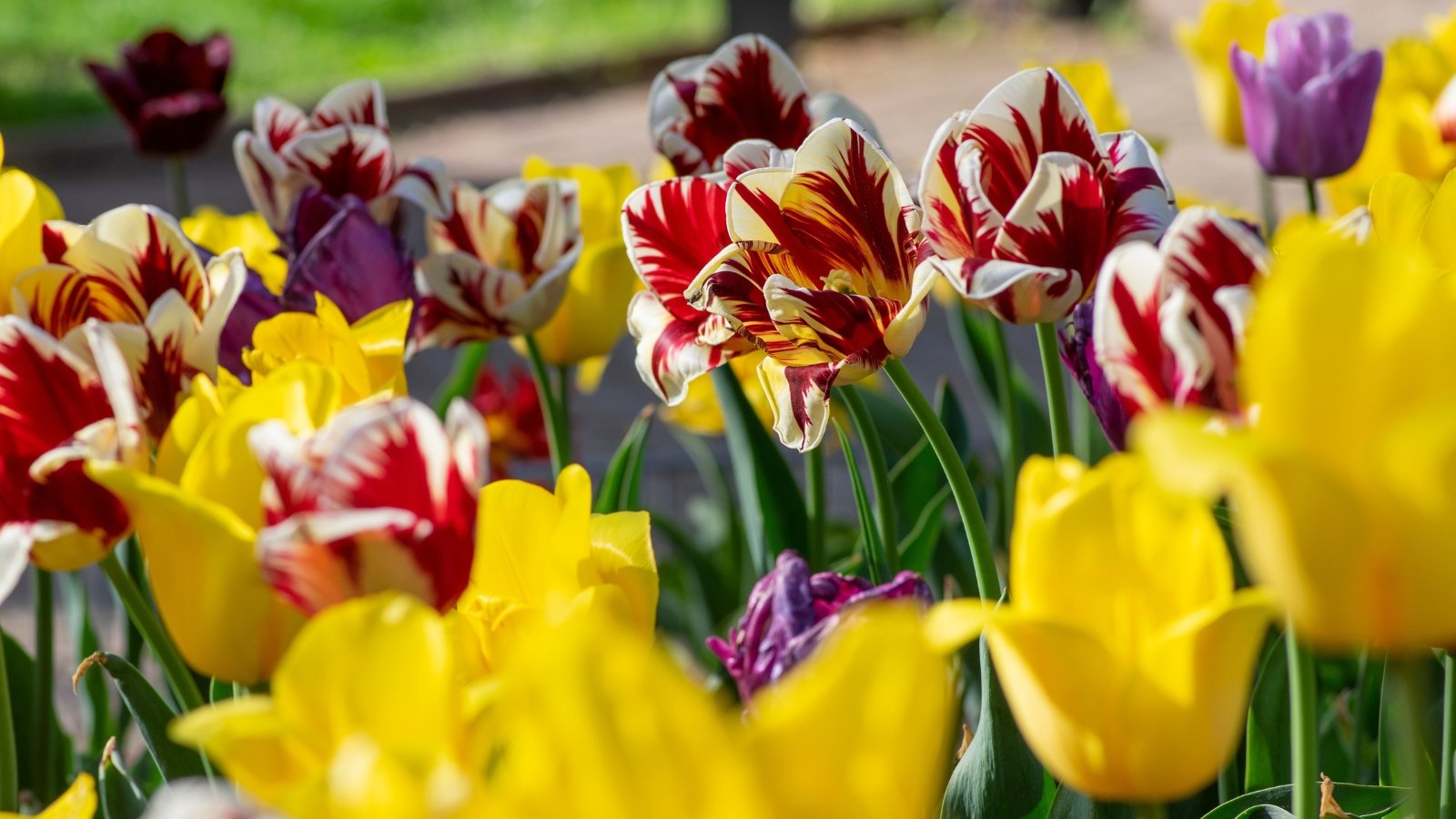 17 Showstopping Tulip Varieties to Plant Now