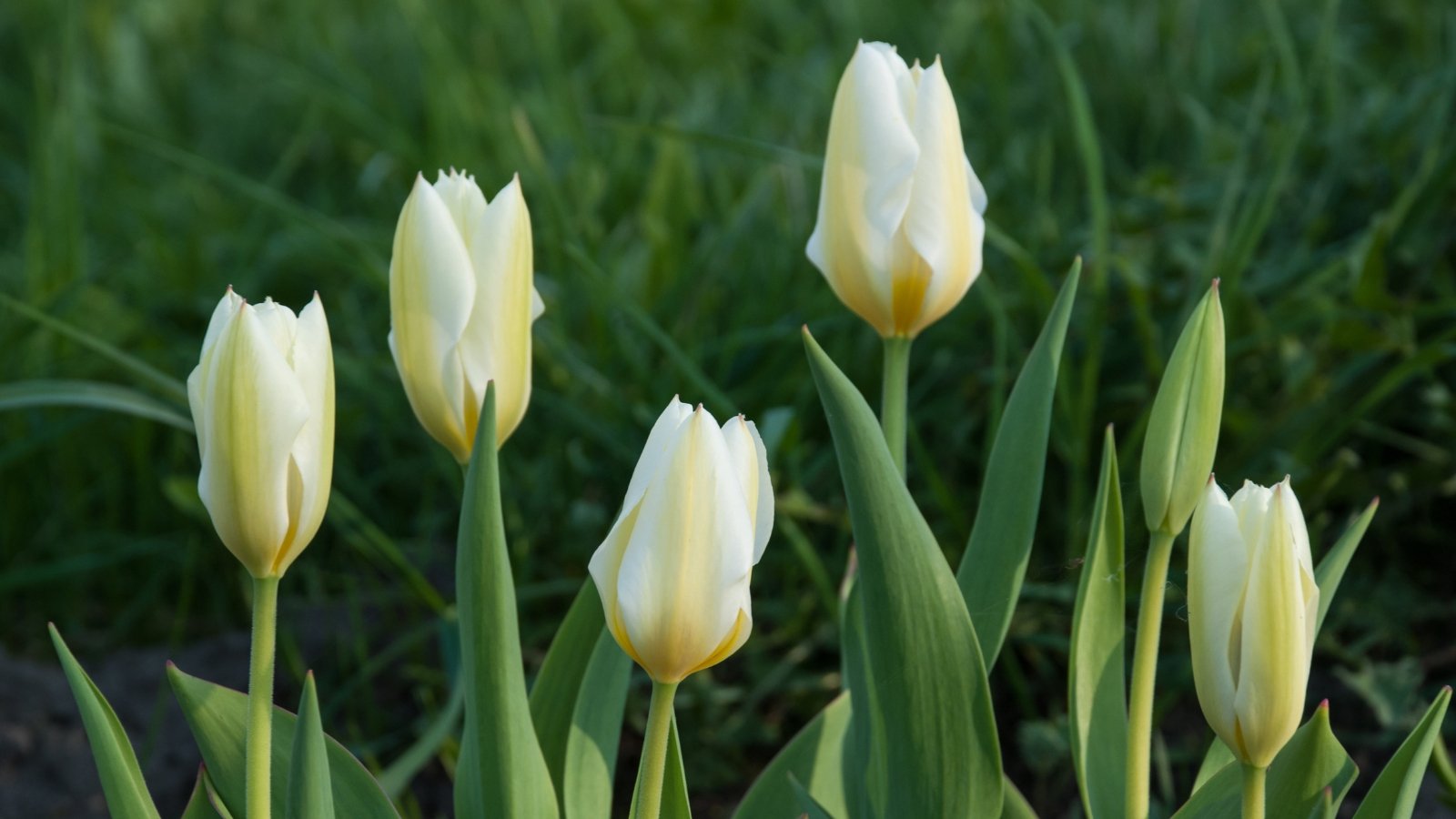 Methods to Plant, Develop, and Keep Fosteriana Tulips