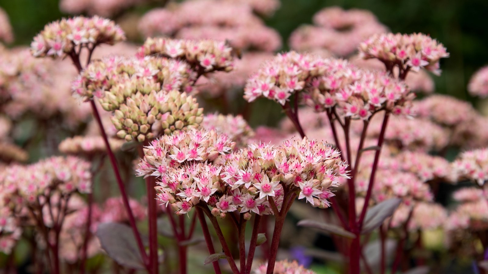 13 Greatest Stonecrop Varieties for Your Rock Yard