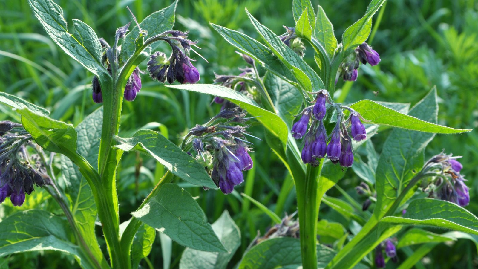 The easiest way to Plant, Develop, and Maintain Comfrey