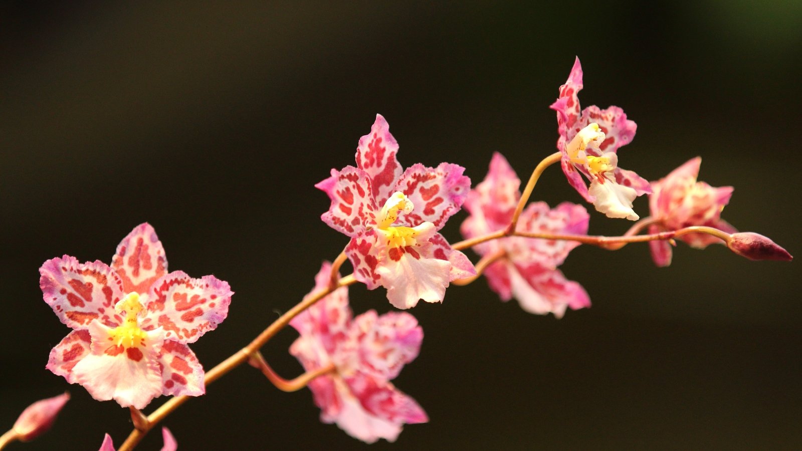 11 Simple Orchids That Are Nearly Not doable to Kill