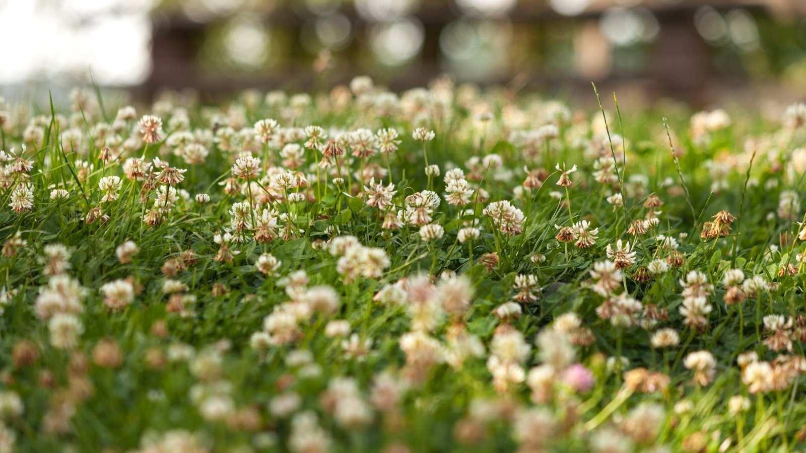 Are Floor Cowl Lawns Higher Than Grass?