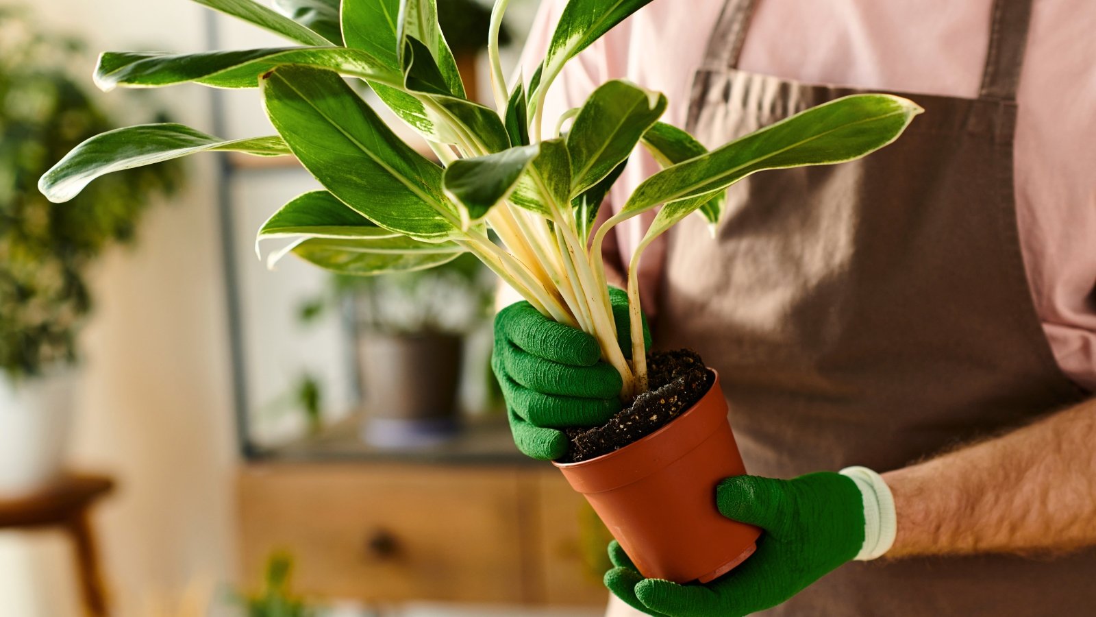 How Extended Can You Depart Houseplants in Their Real Plastic Pot?