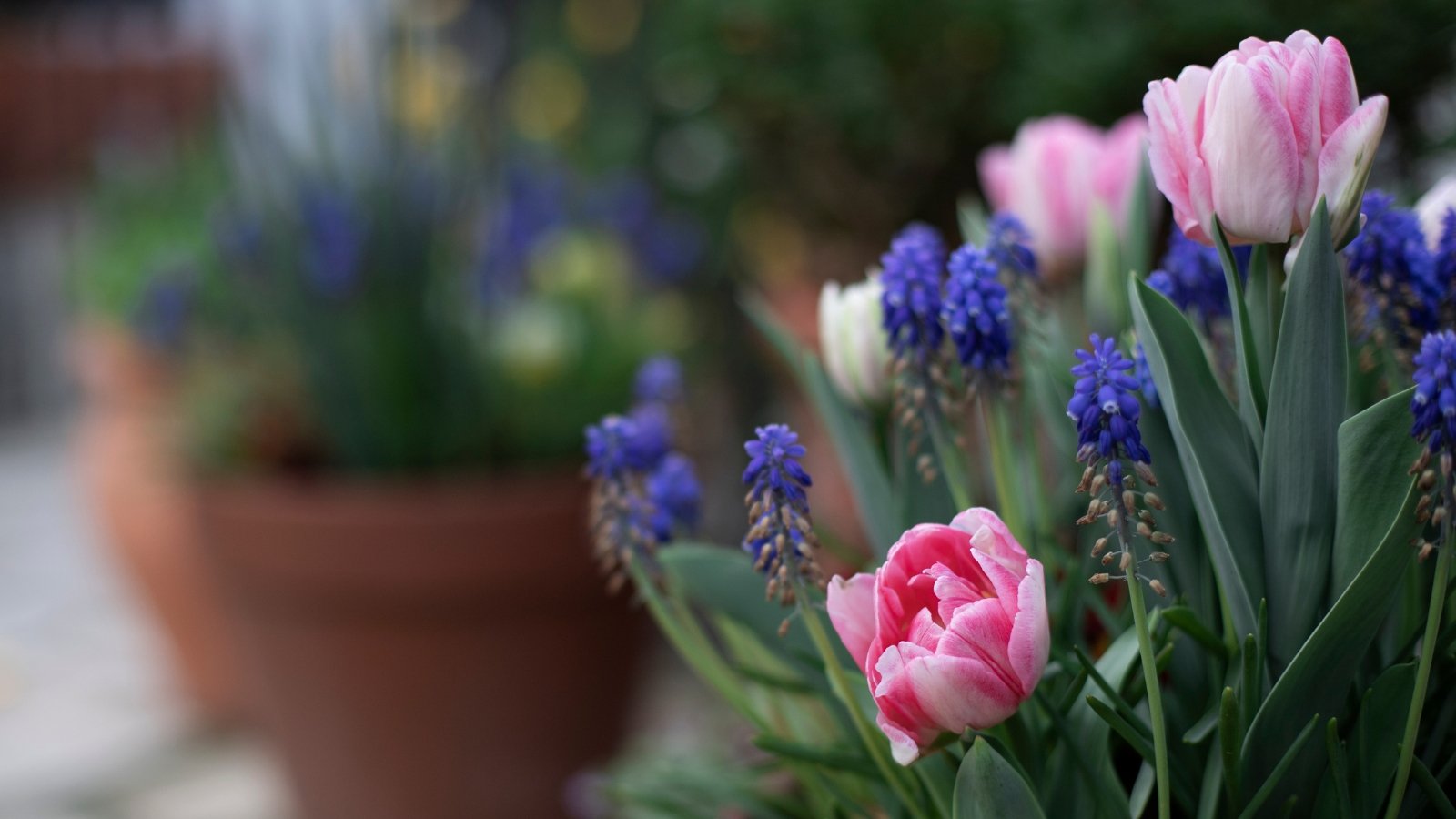 11 Attractive Potted Bulb Design Concepts You Can Plant In November