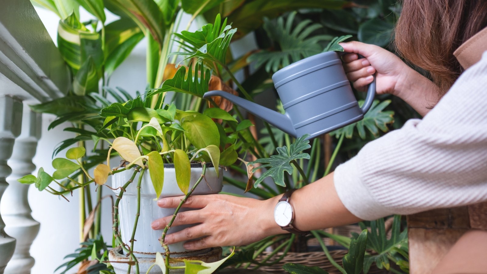 When and How Fairly a bit to Scale back Houseplant Watering For the Off Season