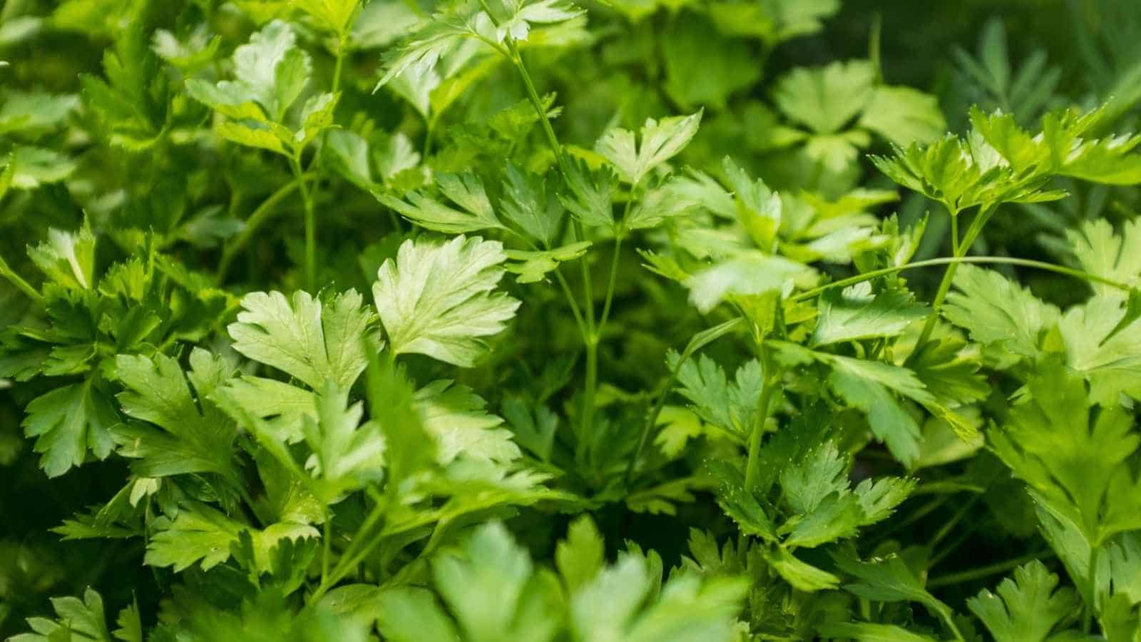 A close-up photo of vibrant green parsley leaves growing in the garden