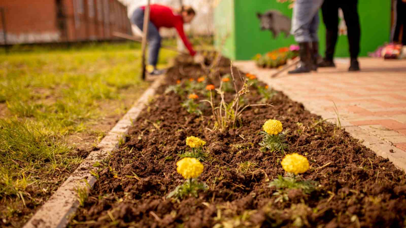 Close up view of a flower bed in a garden with a gardener planting a yellow perennial flower