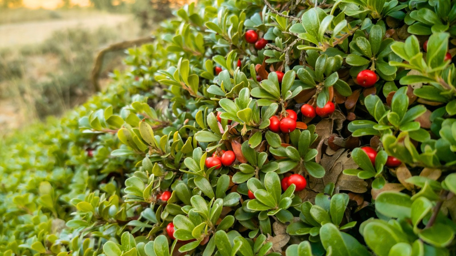 Sprawling evergreen shrub with leathery, small, dark green leaves and clusters of delicate, glossy red berries.
