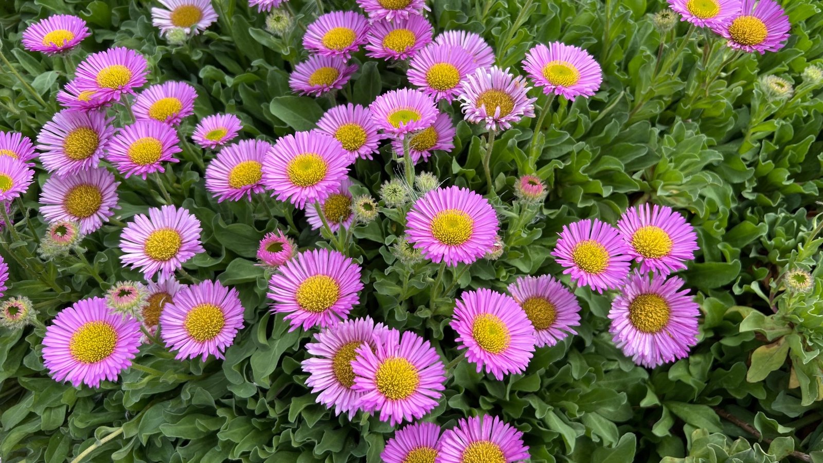 A mound-forming plant with soft, spoon-shaped gray-green foliage and delicate daisy-like blooms in lavender with golden-yellow centers.