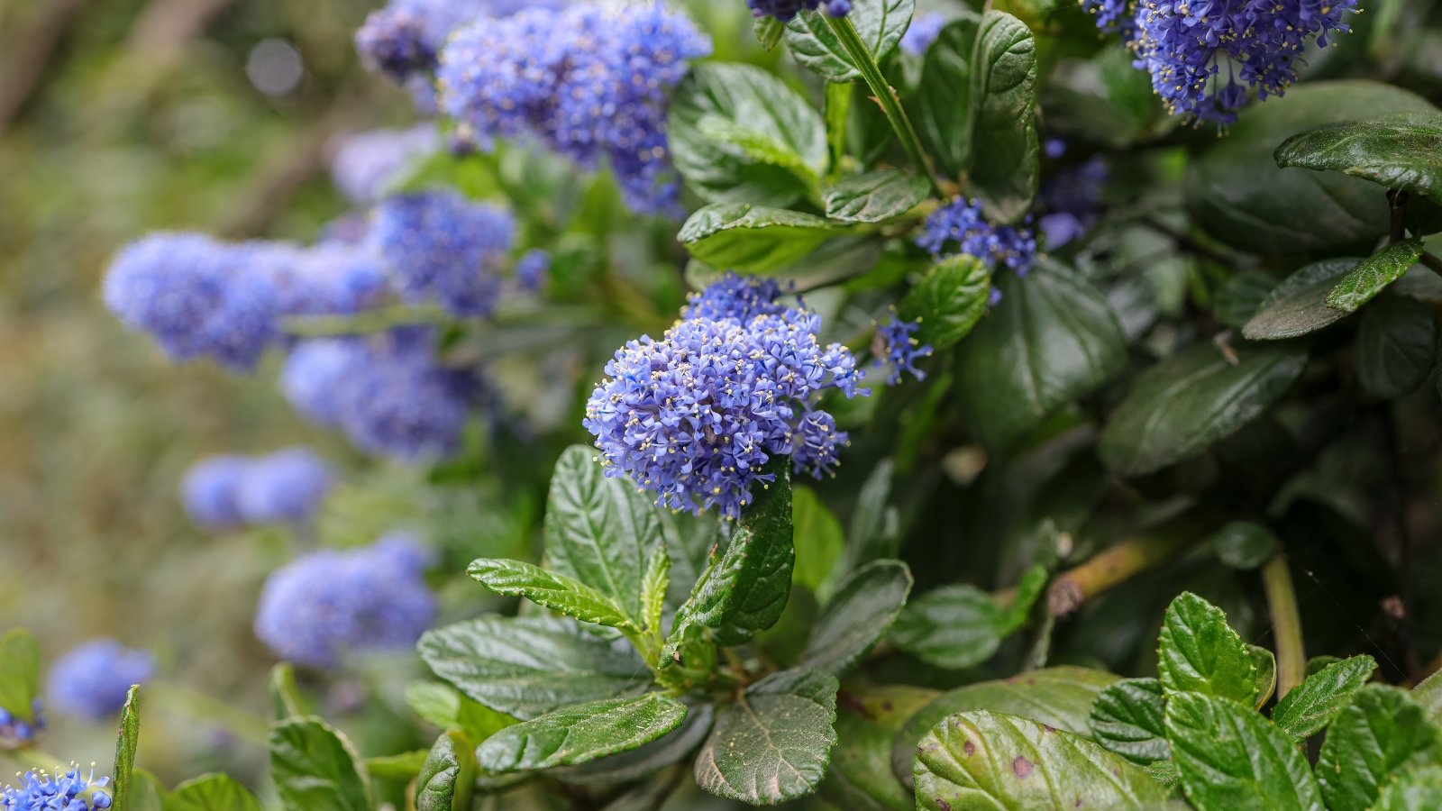 Spreading evergreen shrub with glossy, dark green leaves and small clusters of vibrant blue flowers resembling puffy clouds.
