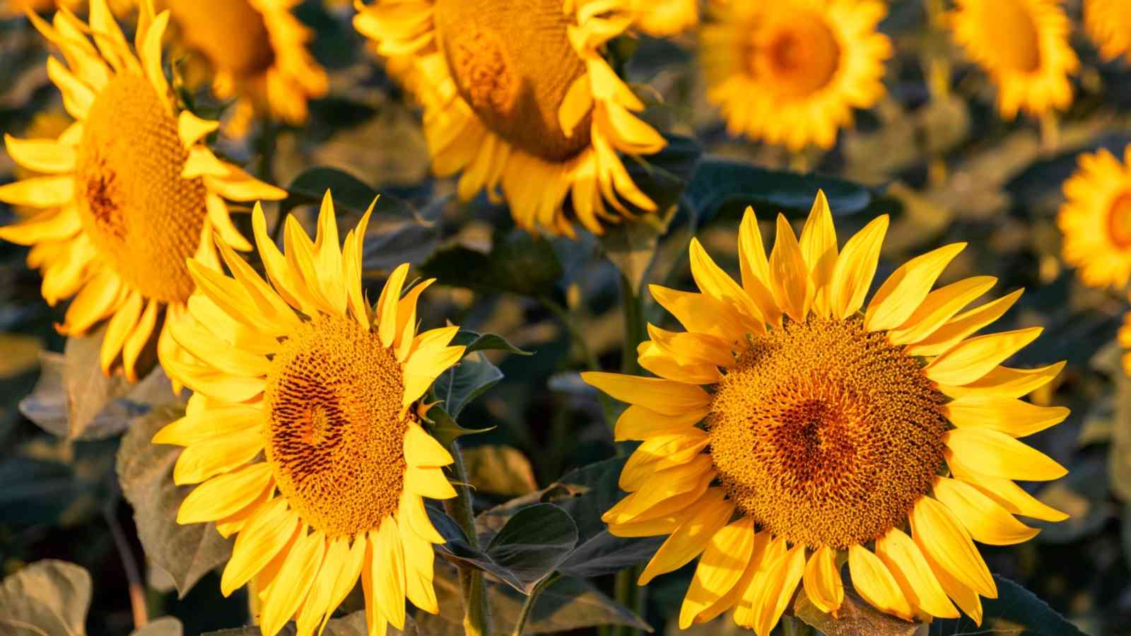 Close-up view  of yellow sunflower blooming in field