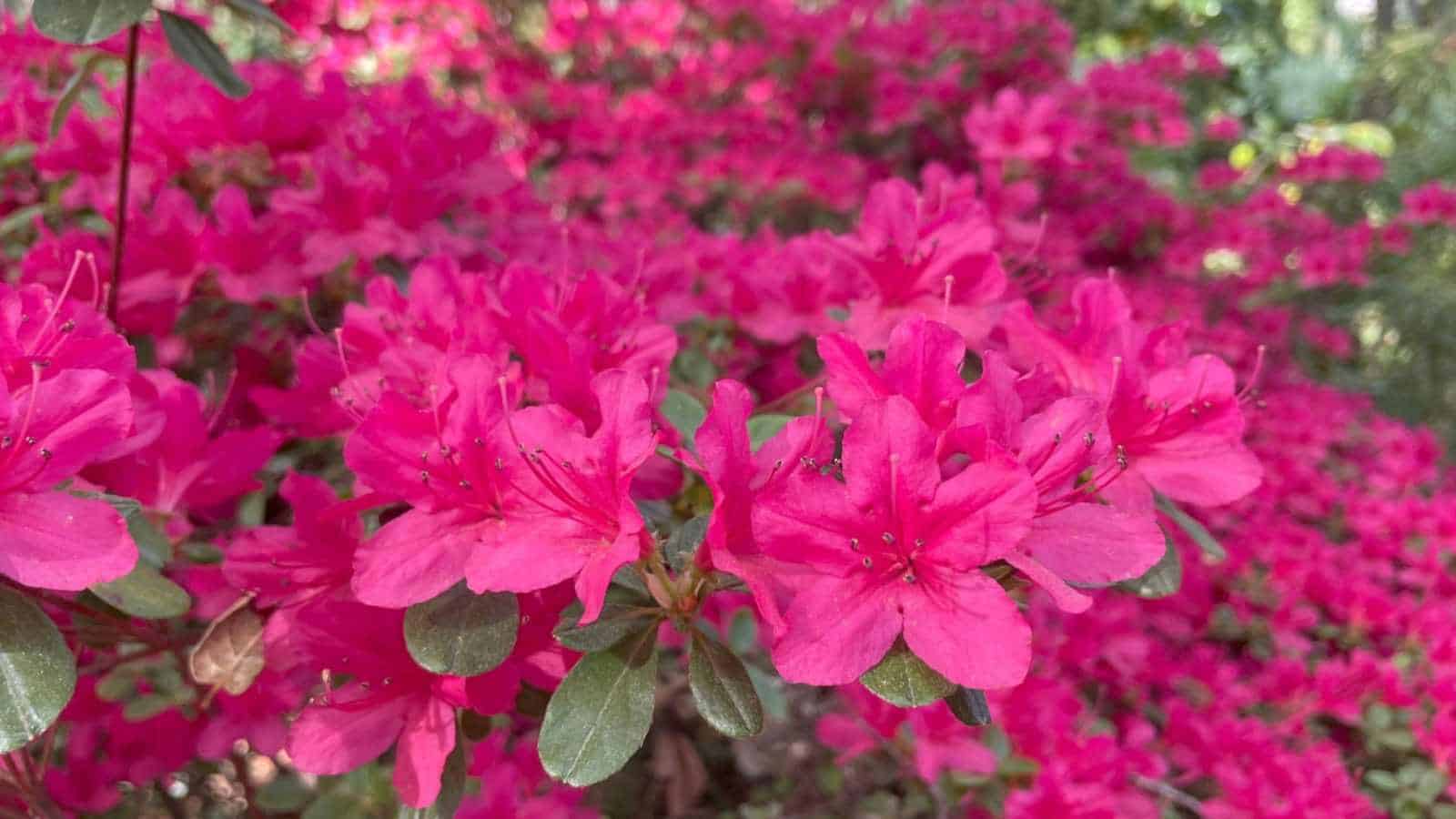 Close-up view  of hot pink azaleas with green foliage in the field