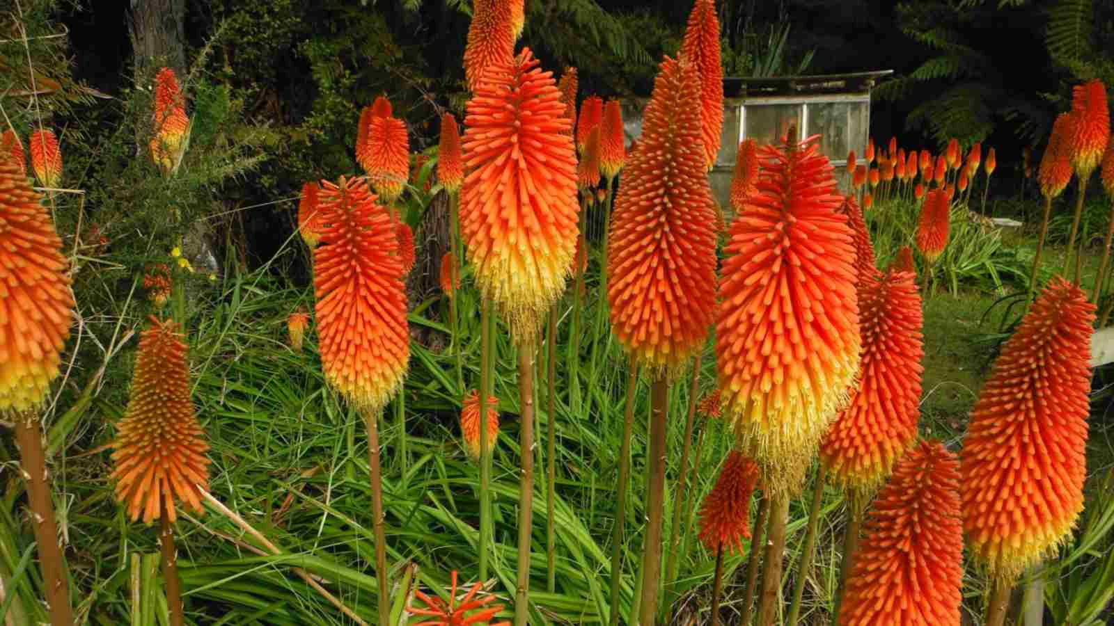 Close-up view of clusters  of red hot pokers in field