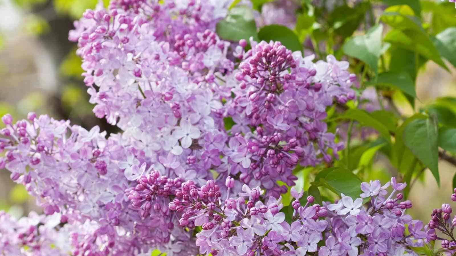 Selective focus of beautiful spring lilacs in full bloom