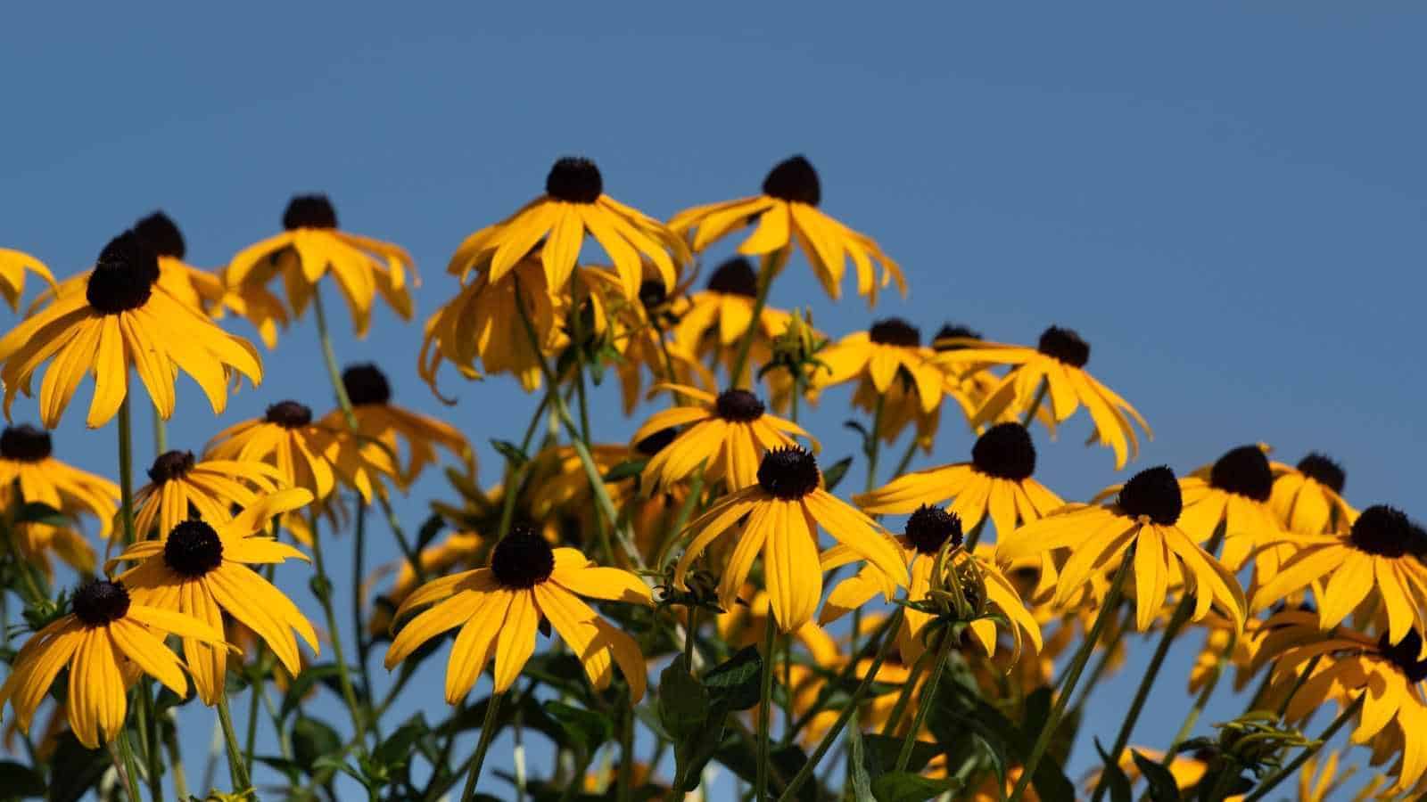 Close-up view of bright yellow coneflower against a blue sky