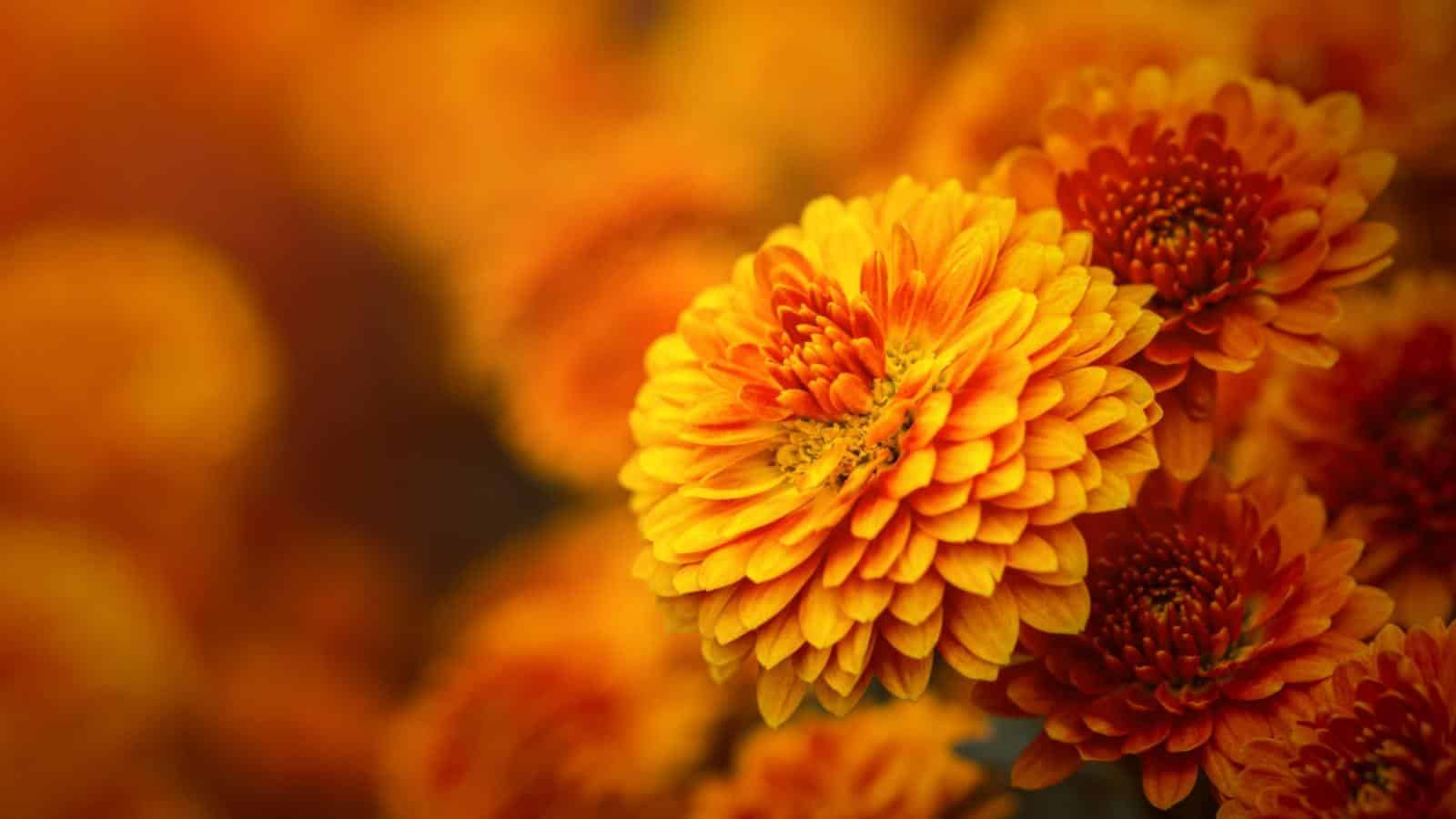 Close-up view of yellow-orange chrysanthemums in bright sunlight