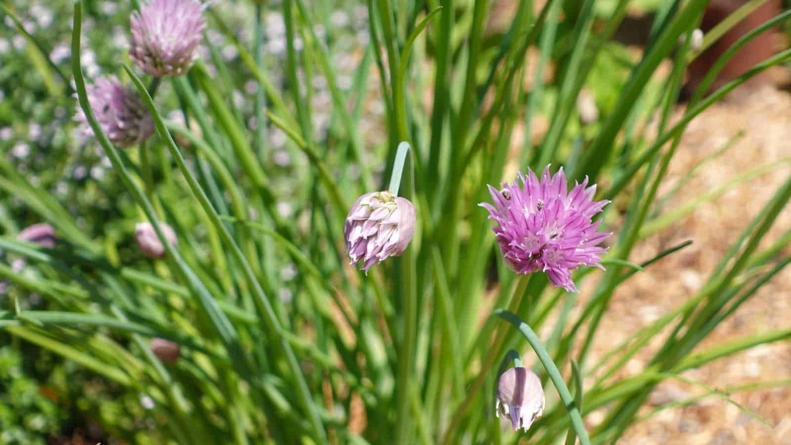 A close-up photo of chives with pink flower in the garden