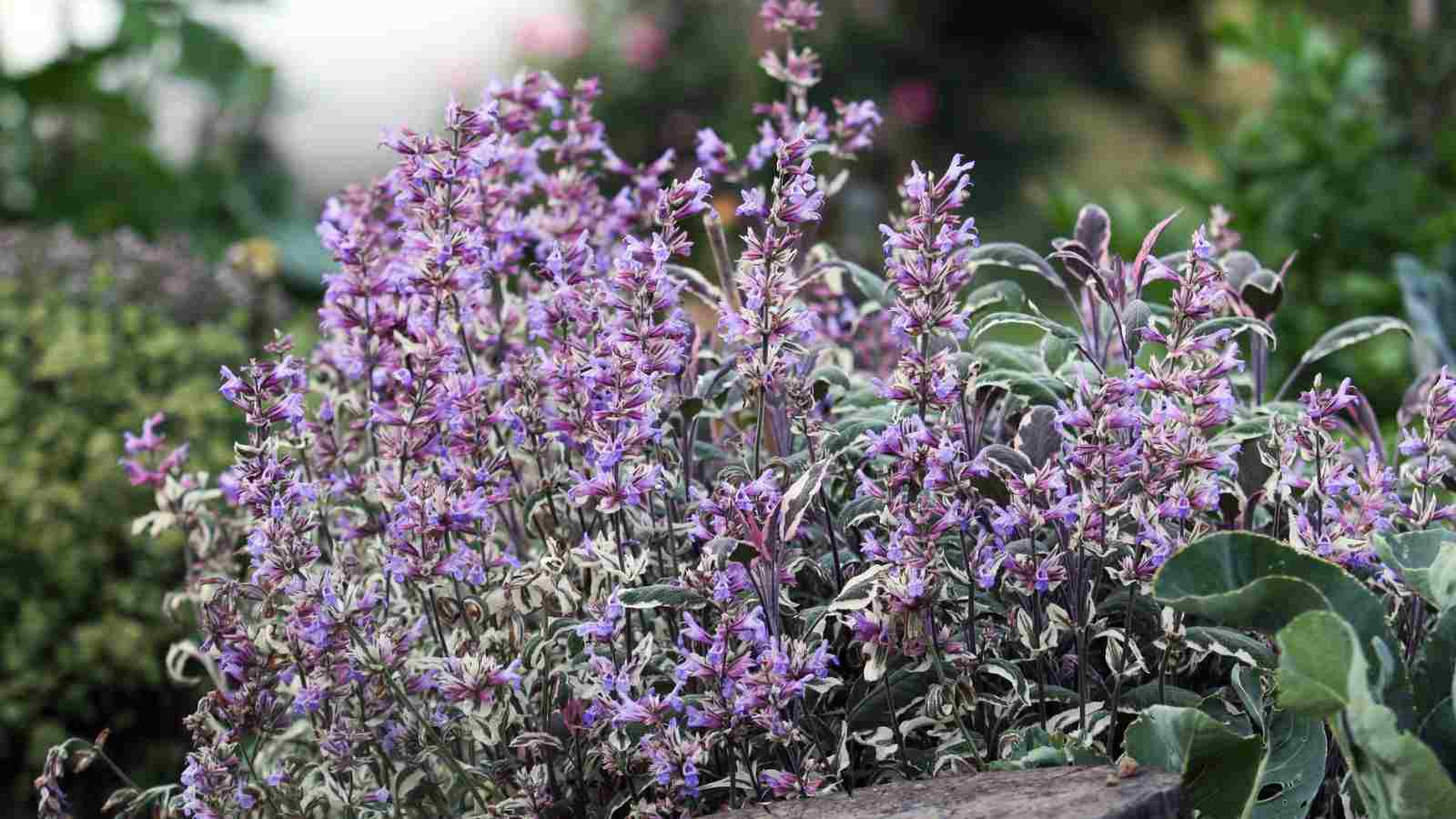 A close-up photo of sage bush blooming with pink to purple flowers in the vegetable garden