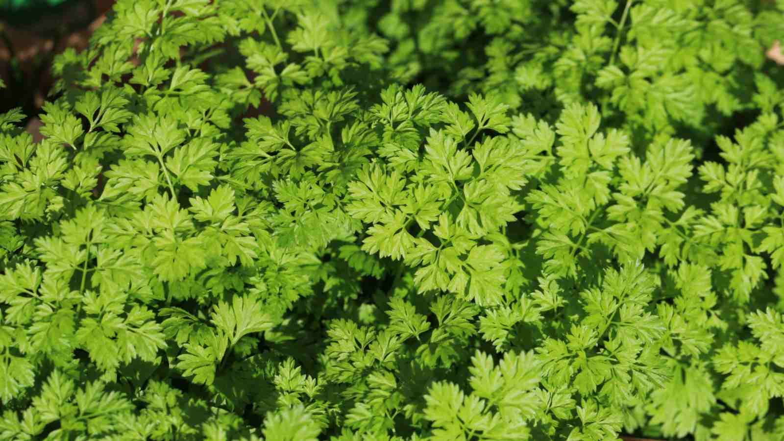 A close-up view of chervil with rich green leaves