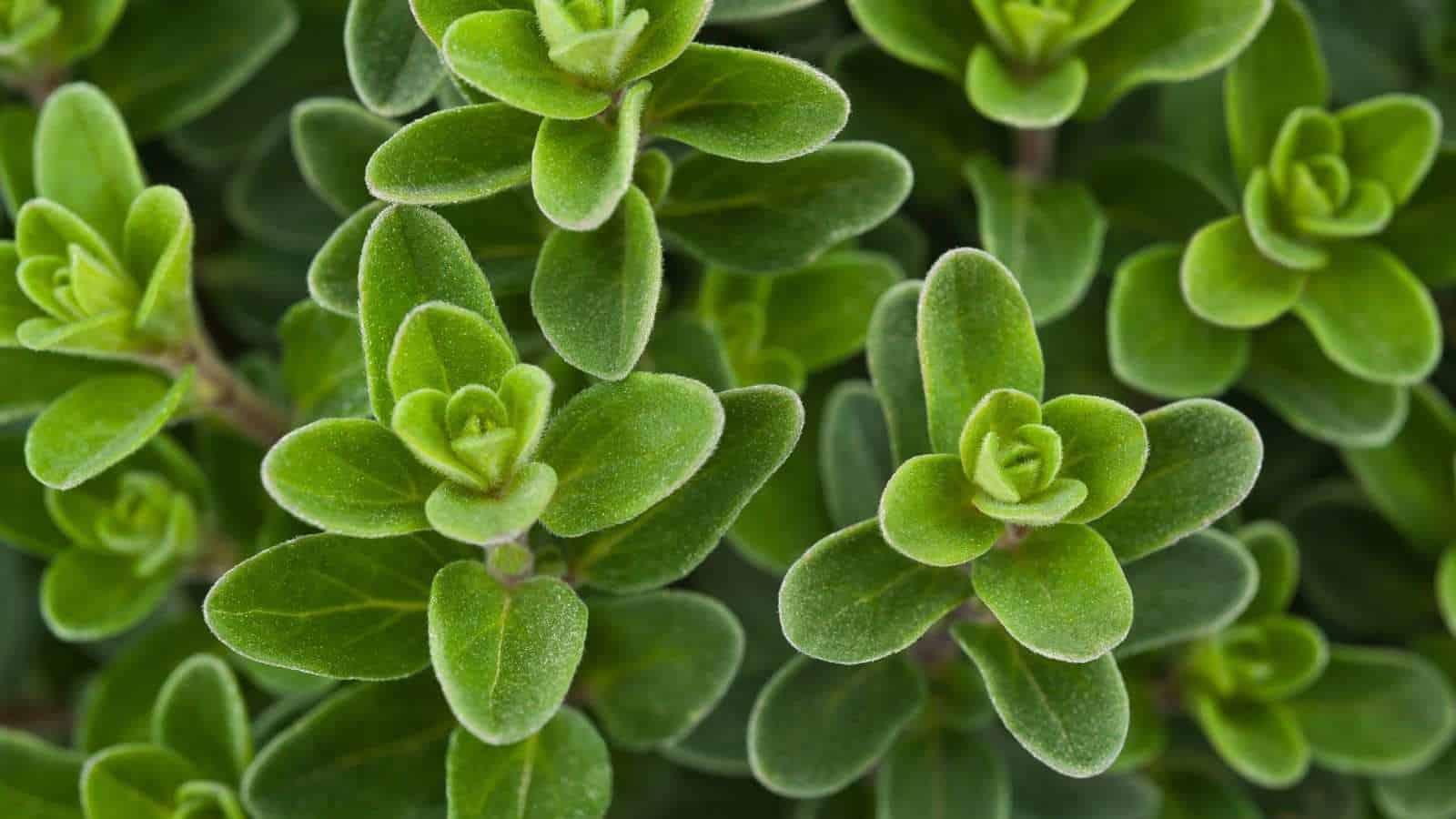 A macro shot photo of rich green fresh marjoram in the garden