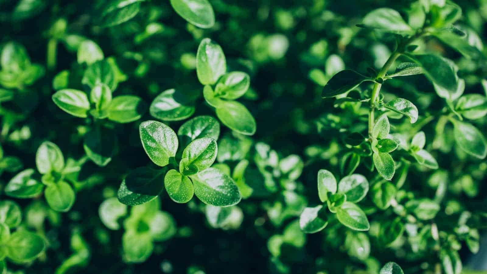 A close-up photo of green thyme plant growing in organic herb garden