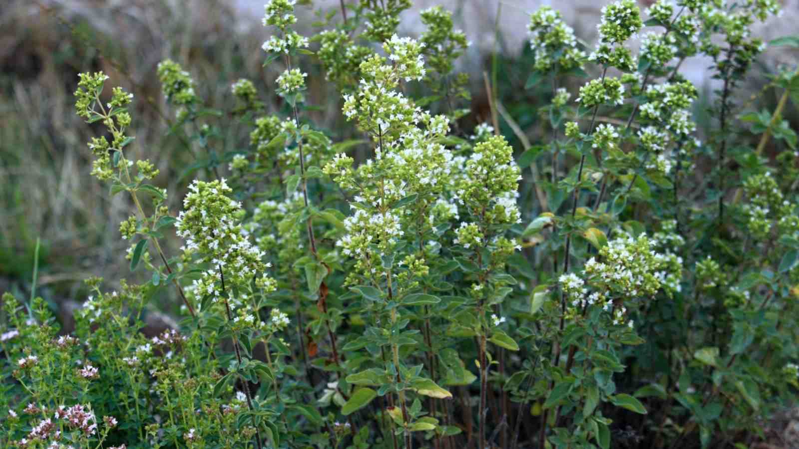 A close-up photo of flowering Greek oregano plant with its lush green leaves and delicate flowers