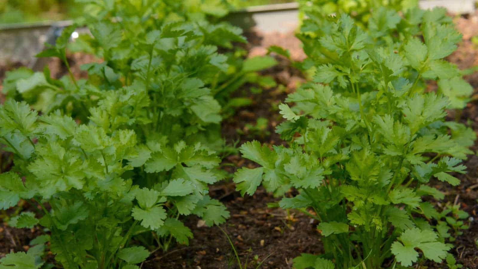 A close-up view of a row of young fresh green cilantro leaves growing in a garden bed in a private yard