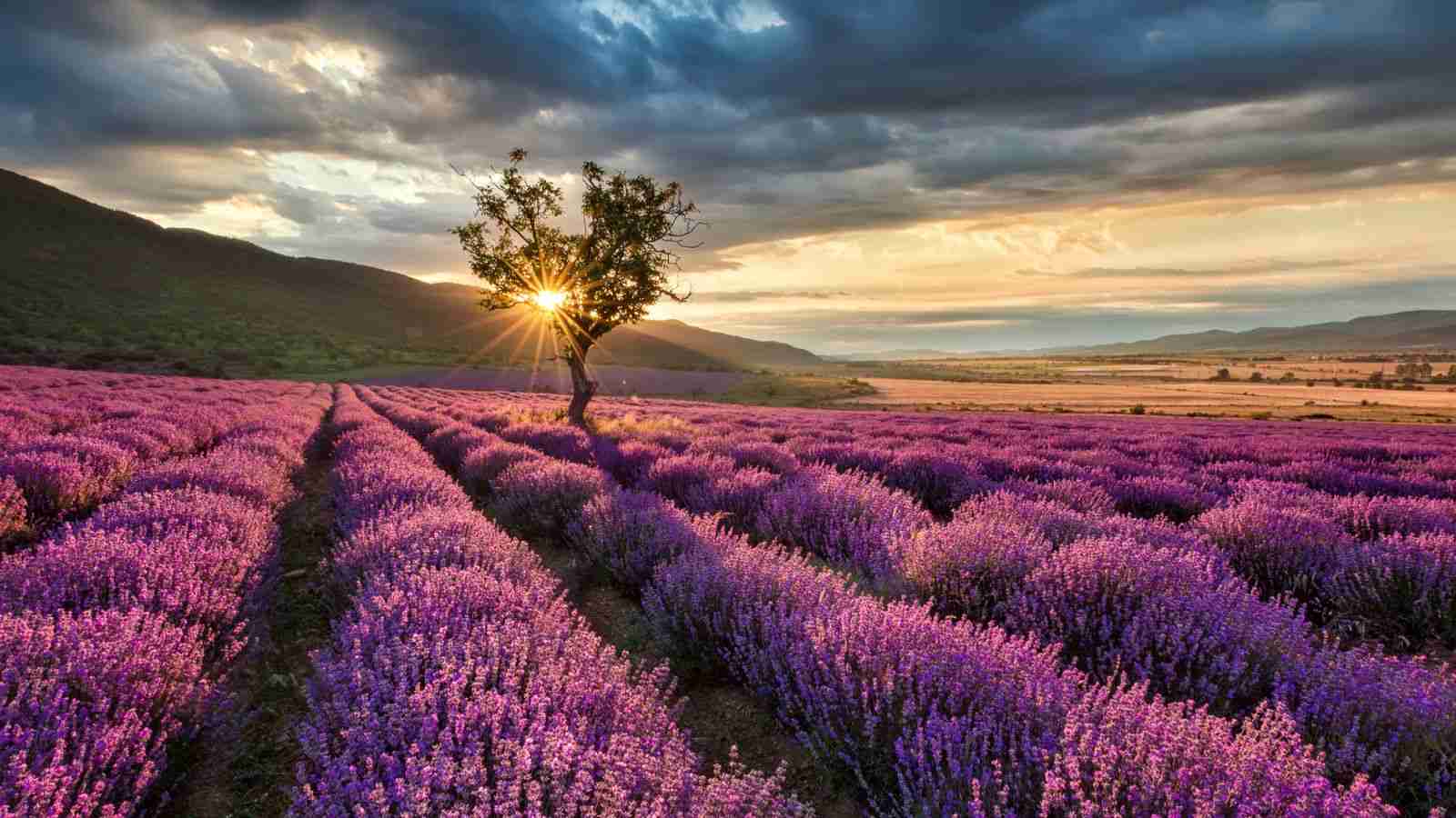 A close-up view of a lavender field bathed in the warm glow of sunrise with vibrant purple blooms and a soft golden light illuminating the scene