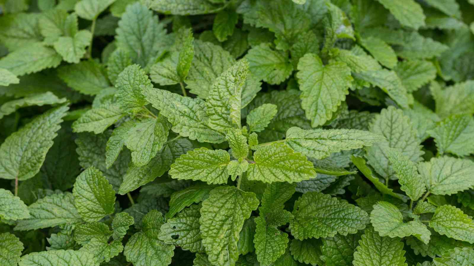 A close-up detail of lemon balm leaves with their textured green surface and bright refreshing appearance