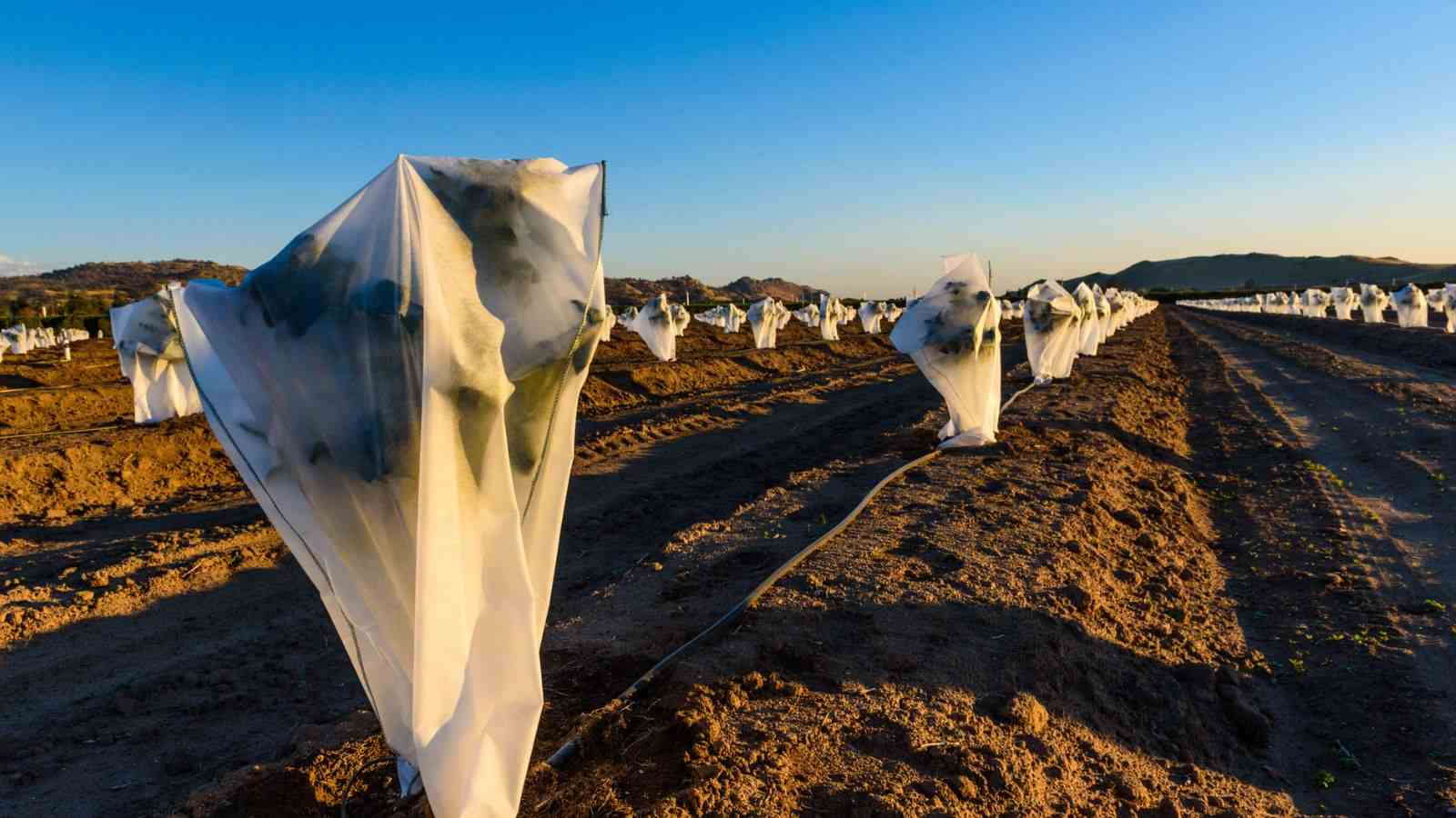 Close up view of rows of plants covered with fleece to protect them from frost