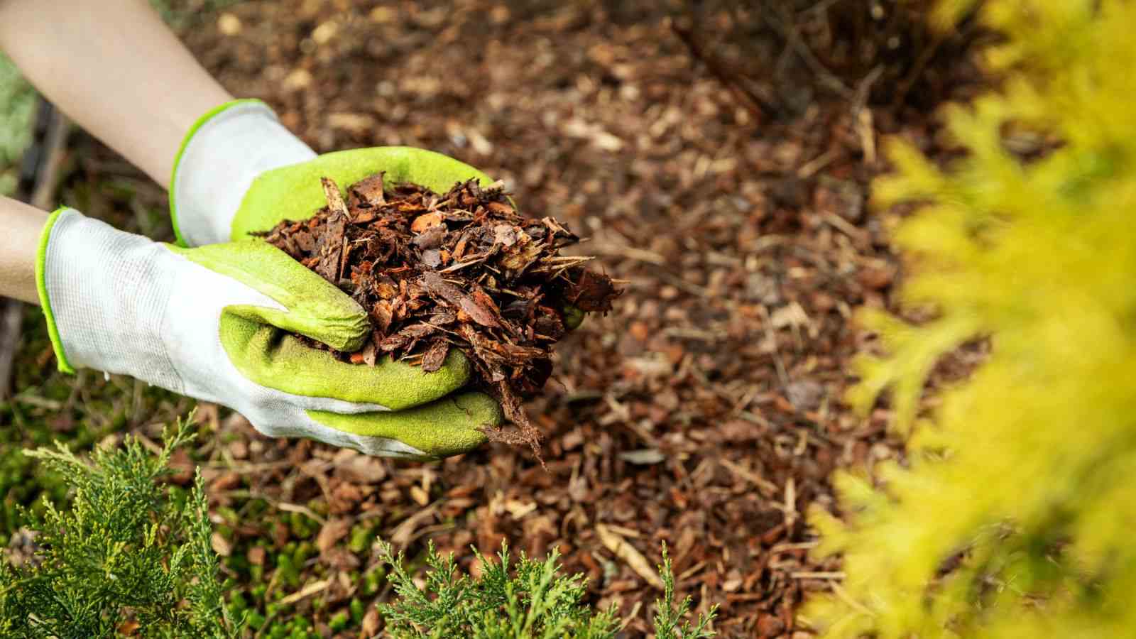 Close up view of a gardener mulching garden bed with pine tree bark mulch