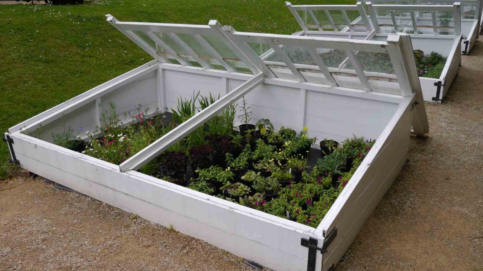 Close up photo of a white wooden cold frame protecting young plants from frost