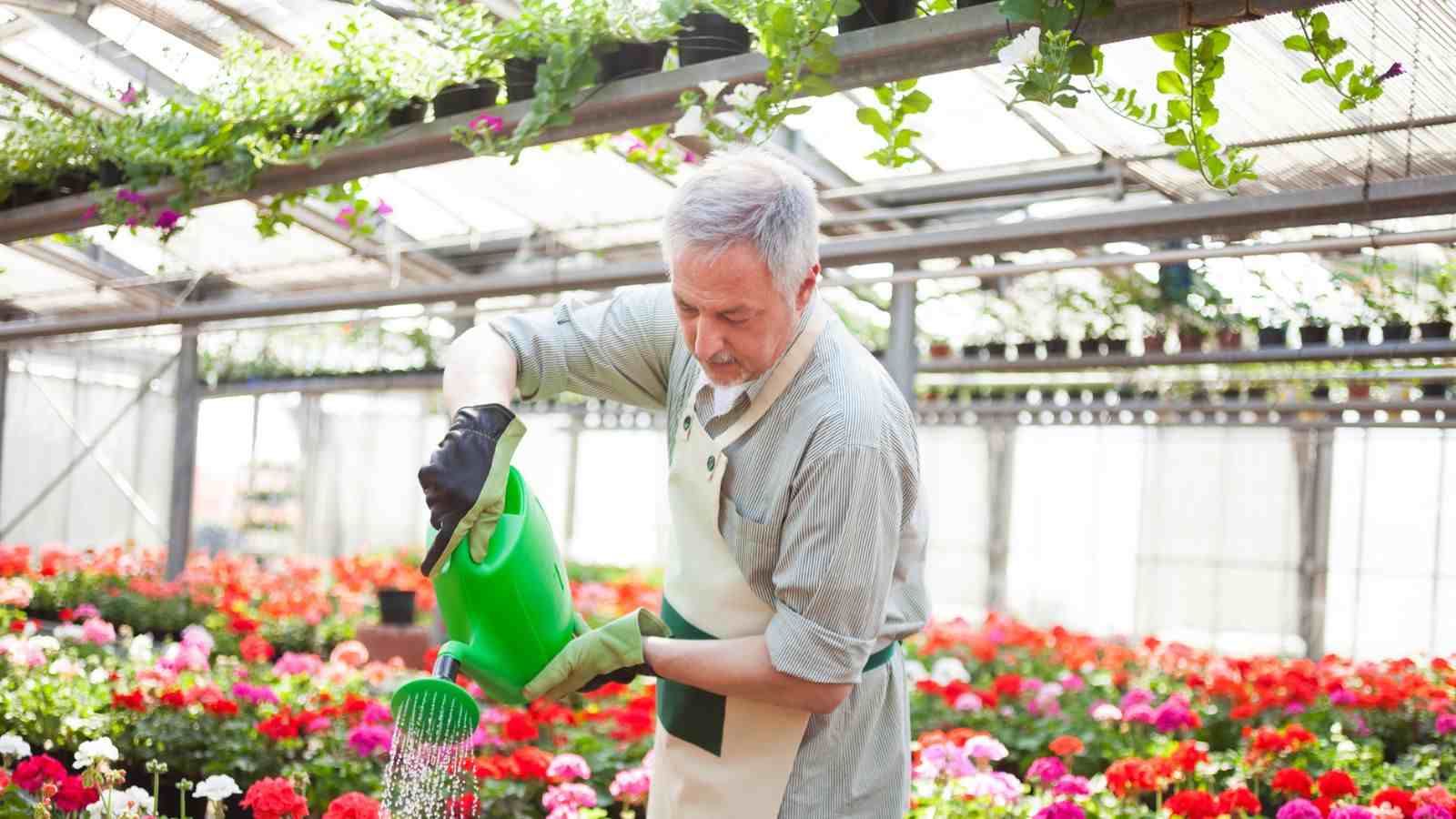 Close up view of a gardener watering plants in the greenhouse