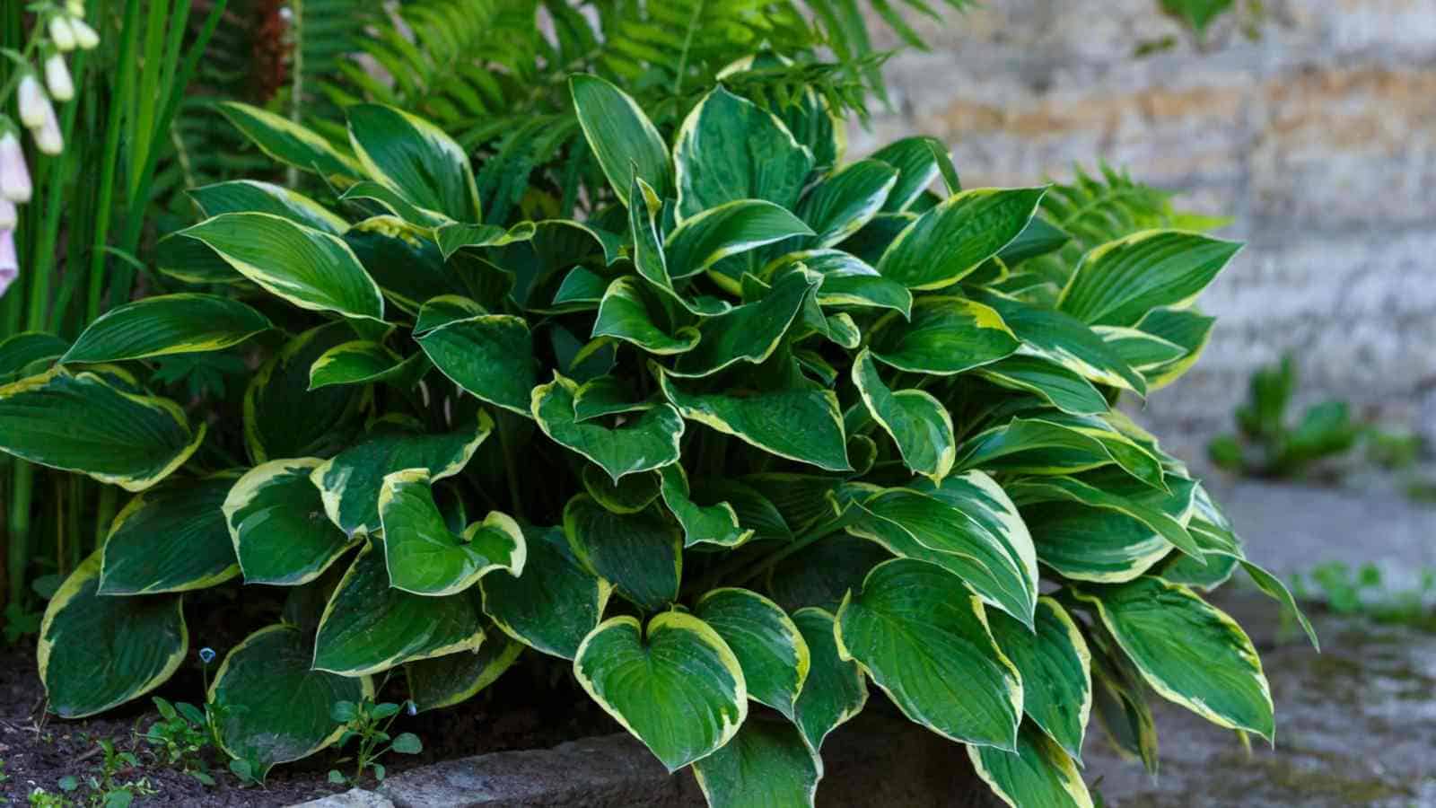 Close up view of hosta in a shady garden