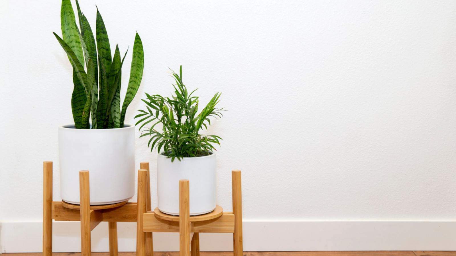 Close up view of plants in white pot elevated by pot feet against the white wall