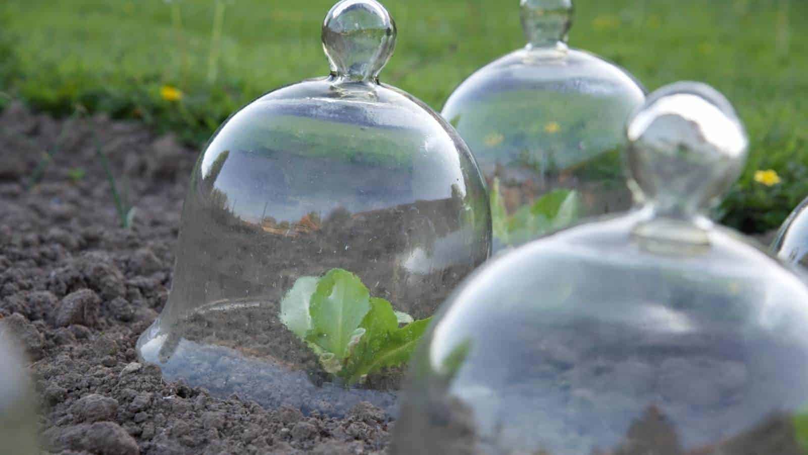 Close up view of traditional glass cloches protecting the young plant during winter