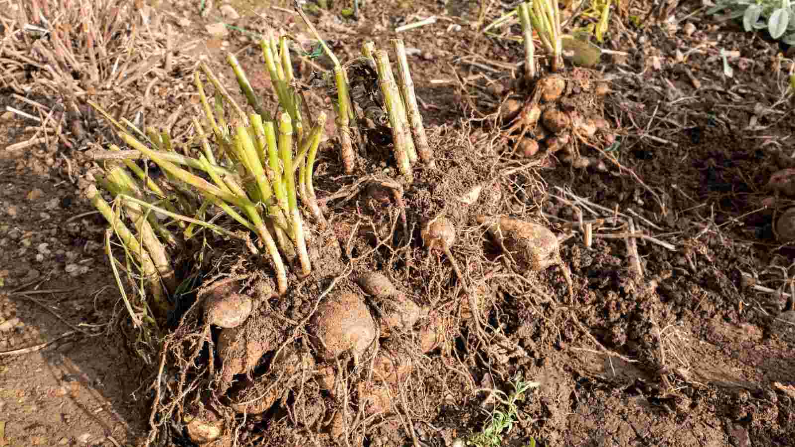 Close up view of dahlia tubers just lifted for overwintering