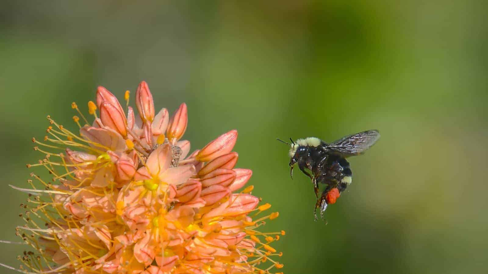 Macro shot of a bumblebee landing on the foxtail lilies