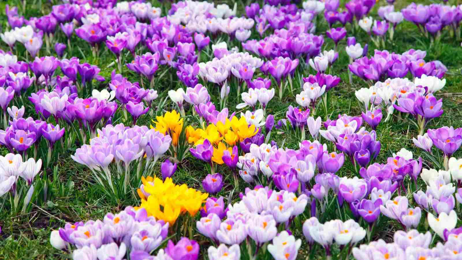 Selective focus of yellow purple and white crocus flowers among grass in the field