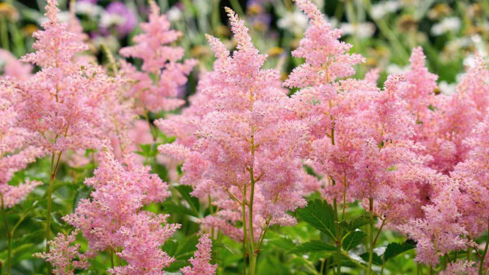 A selective focus of pink astilbe flowers blooming in the garden