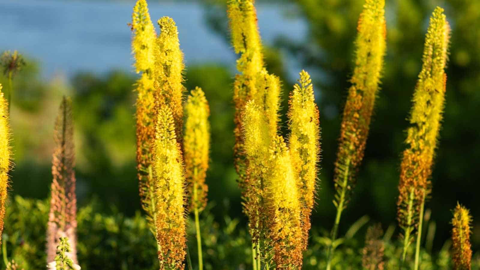 Selective focus of tall yellow foxtail lilies in bloom in the garden