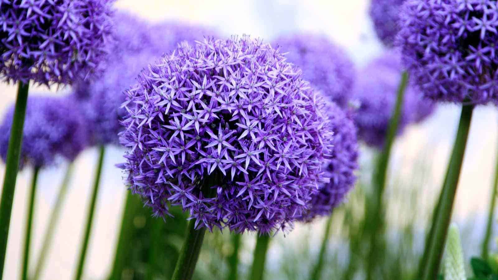 Selective focus of purple allium bulbs with green stems in a garden