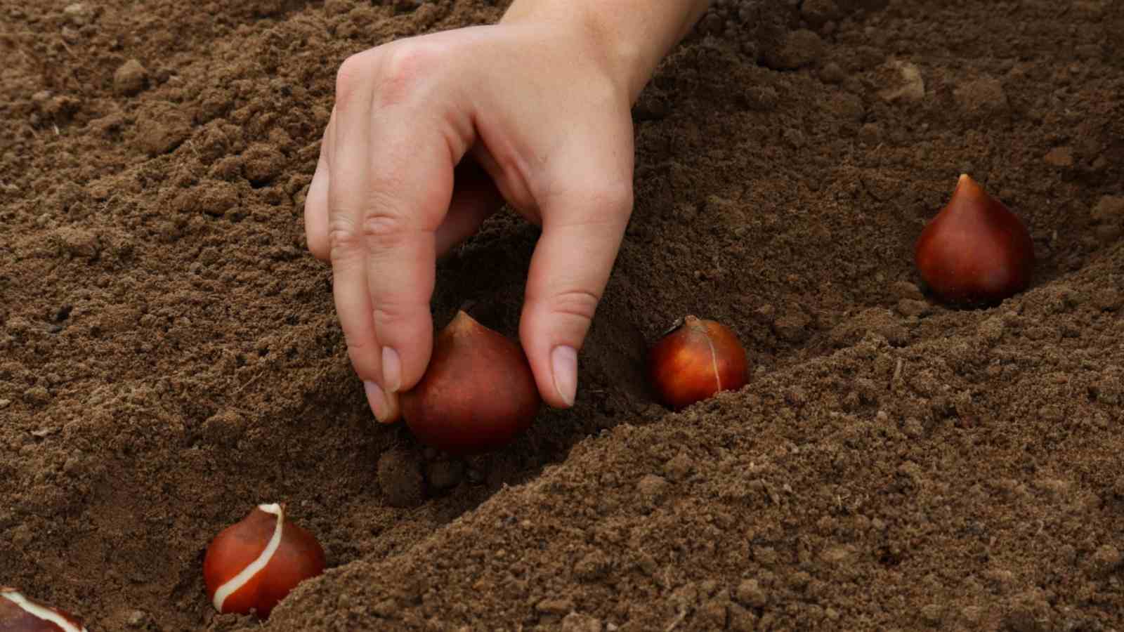 Close up view of a gardener planting tulip bulb