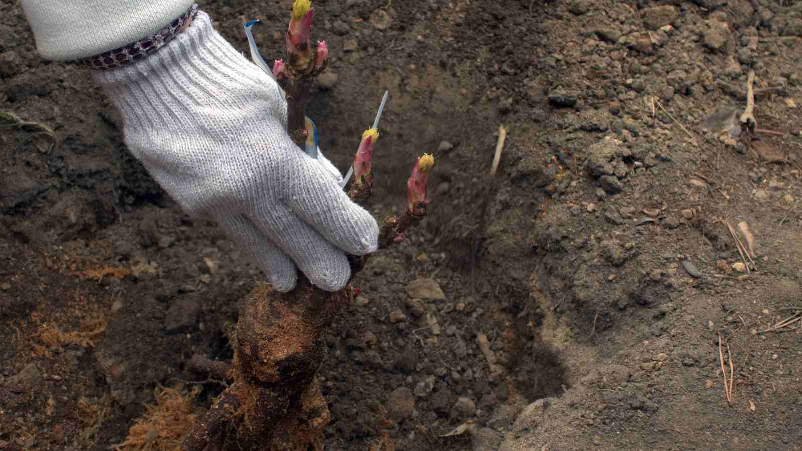 Close up view of a gardener's hand supporting the young tree peony while putting it in a planting hole