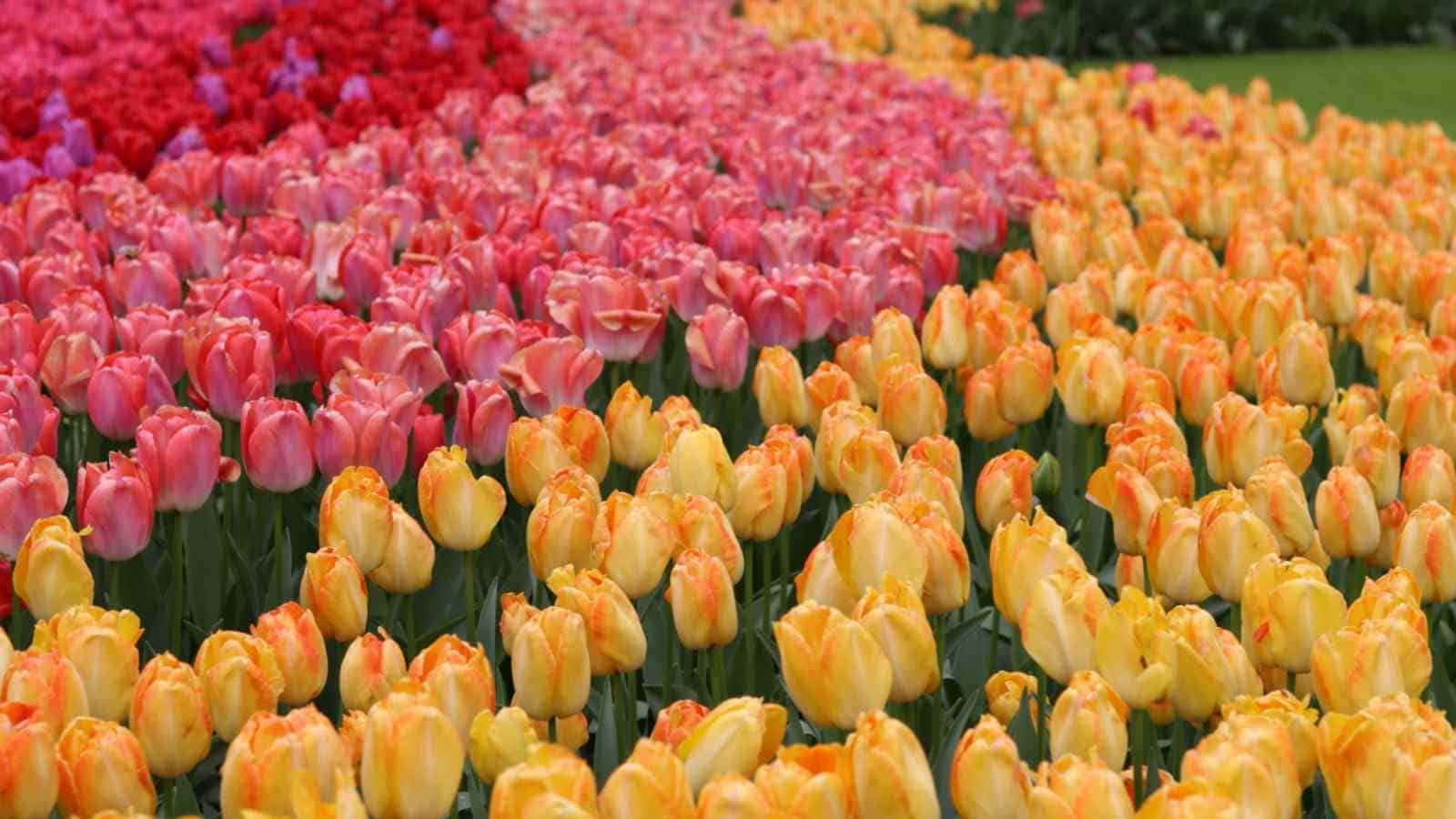 Close up view of rows of yellow pink and red tulips in a farm